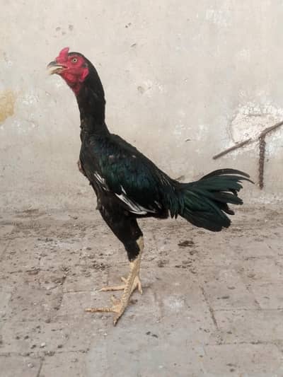 Aseel pathy for sale