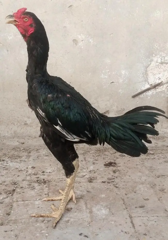 Aseel pathy for sale — photo 2