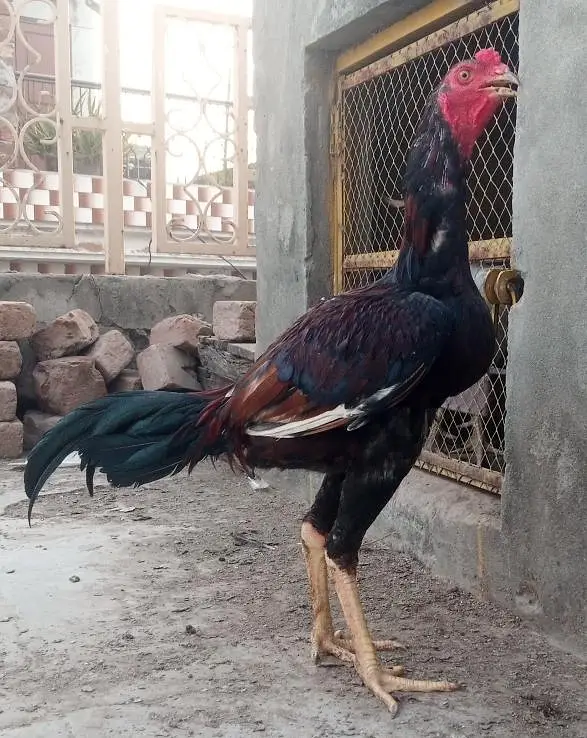 Aseel pathy for sale — photo 3