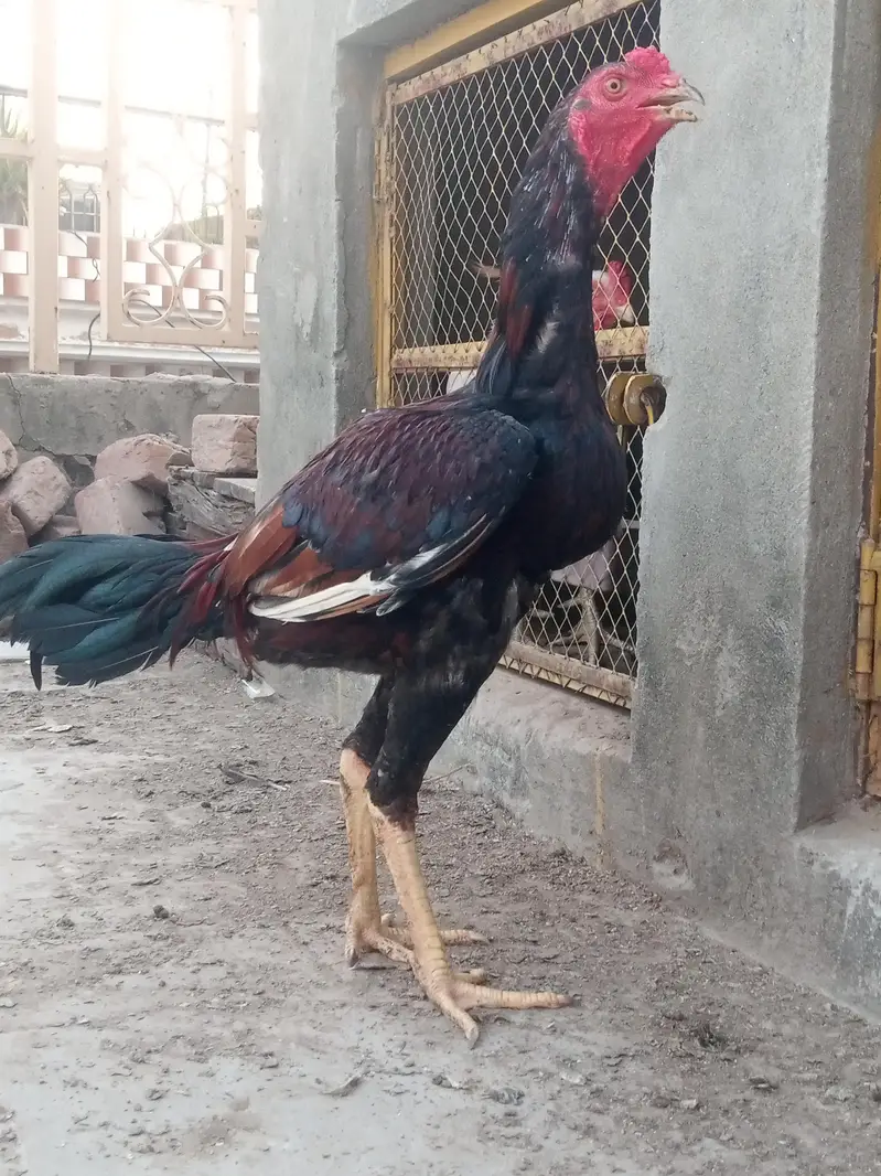 Aseel pathy for sale — photo 4