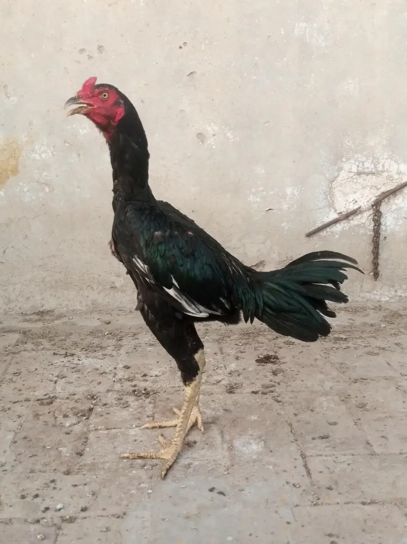 Aseel pathy for sale — photo 5