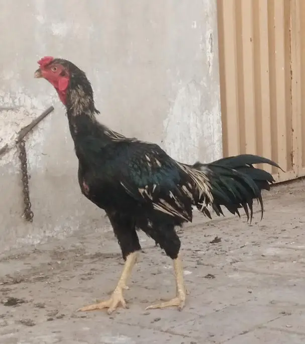 Aseel pathy for sale — photo 7