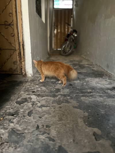 FEMALE CAT 10 MONTH OLD