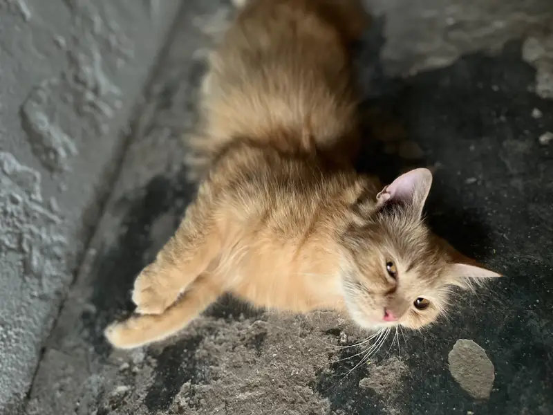 FEMALE CAT 10 MONTH OLD — photo 2