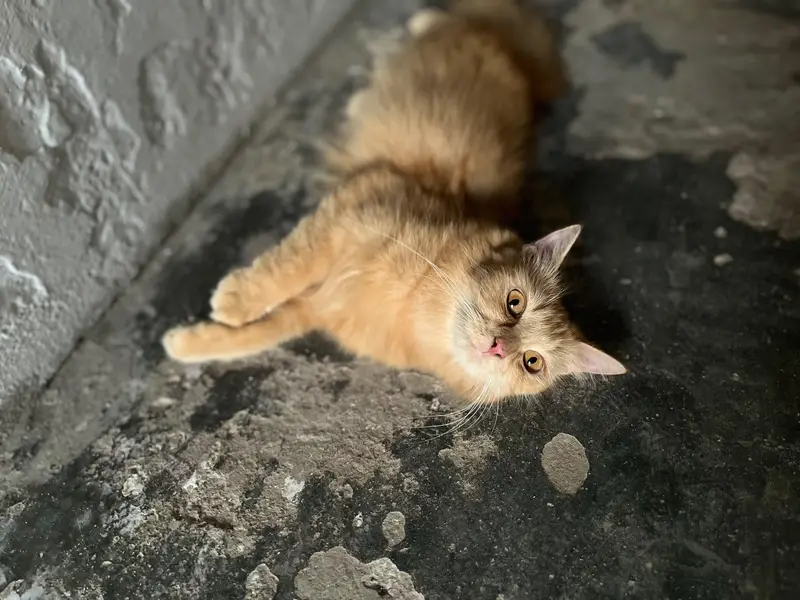 FEMALE CAT 10 MONTH OLD — photo 4