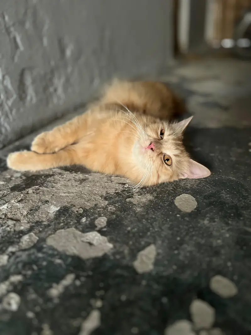 FEMALE CAT 10 MONTH OLD — photo 5