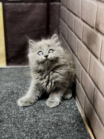 cash on delivery parshion kitten cat male female