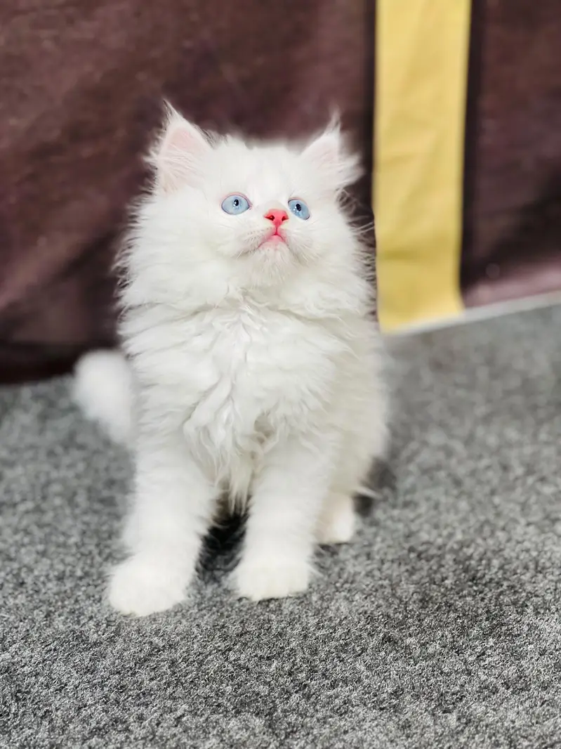 cash on delivery parshion kitten cat male female — photo 2