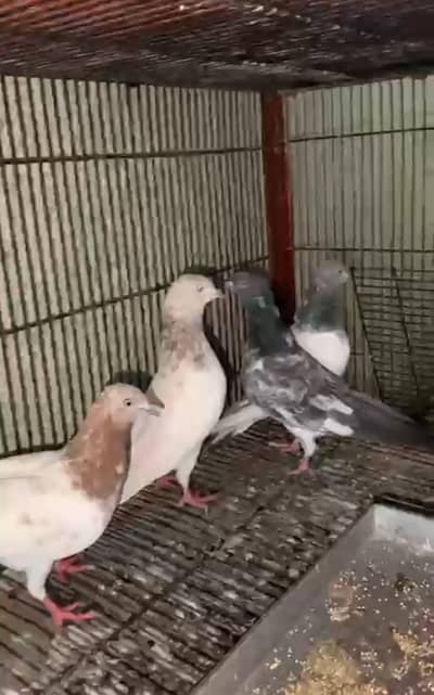 5 kabuter high quality Lal badsha,gamagar,masi, Sialkoti high
