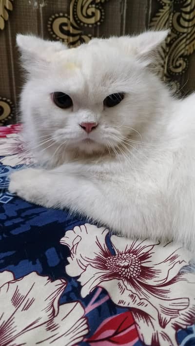 Beautiful Persian Cat for Sale – Healthy & Active”