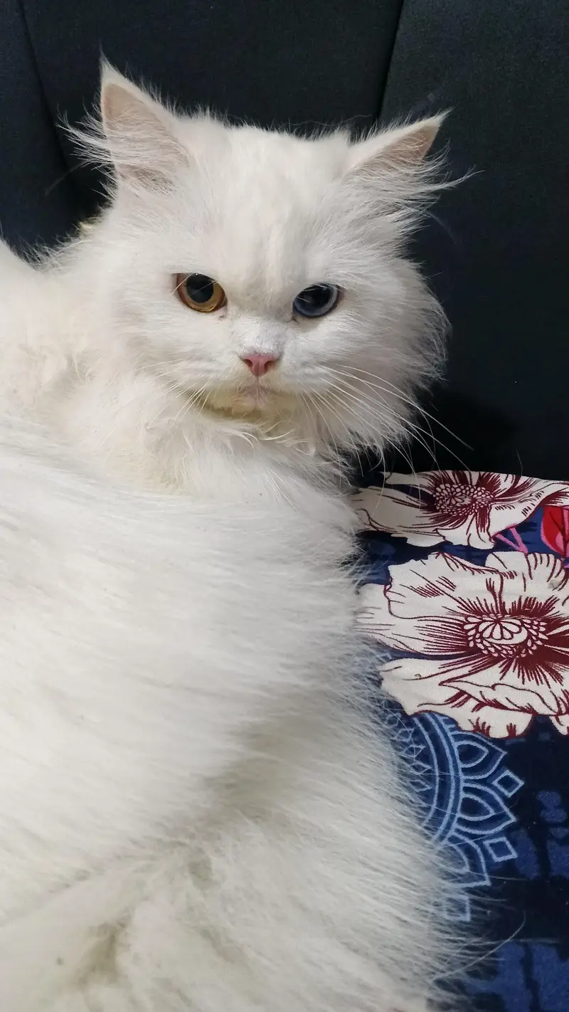 Beautiful Persian Cat for Sale – Healthy & Active” — photo 2