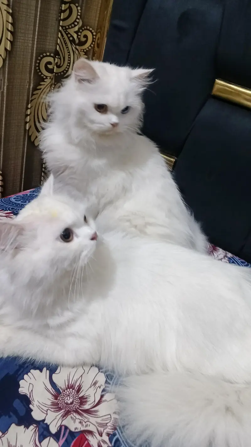 Beautiful Persian Cat for Sale – Healthy & Active” — photo 3