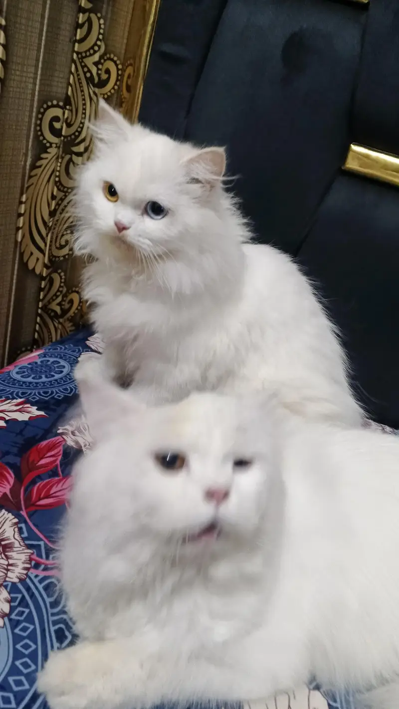 Beautiful Persian Cat for Sale – Healthy & Active” — photo 4