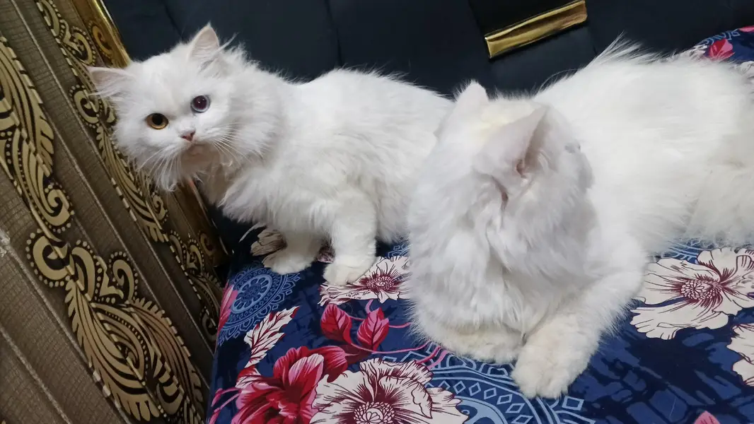Beautiful Persian Cat for Sale – Healthy & Active” — photo 5