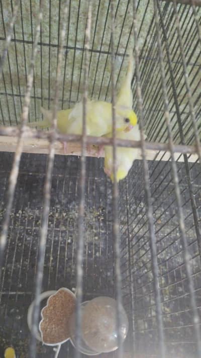 hogo Romo pair urgent sale
