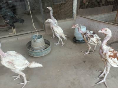 Active Hera chicks