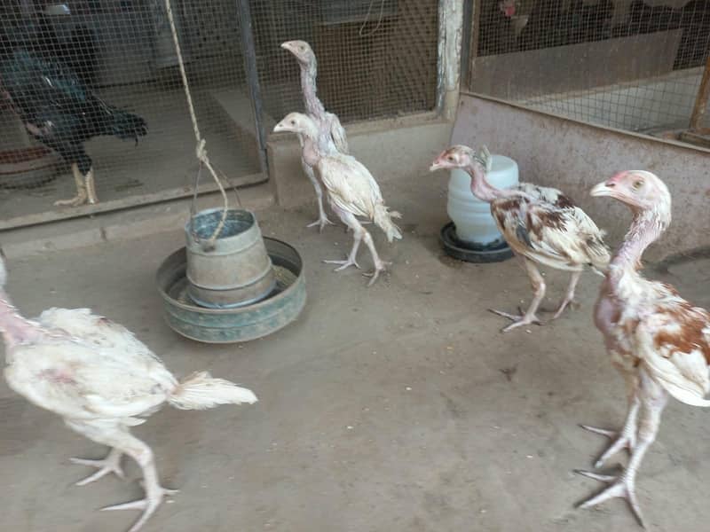 Active Hera chicks 0