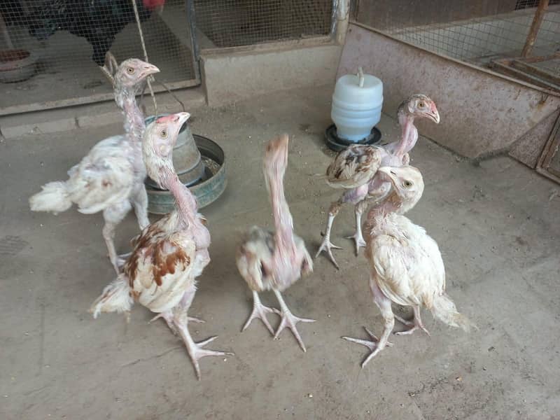 Active Hera chicks 1