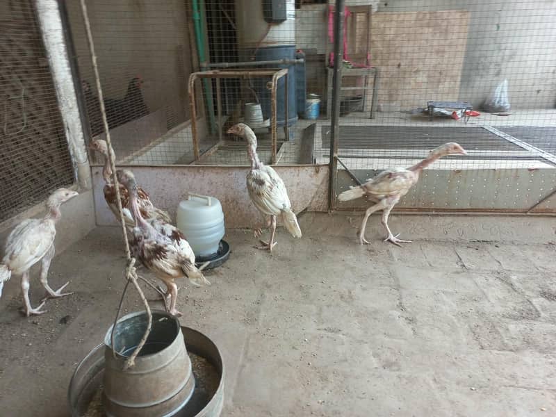 Active Hera chicks 2