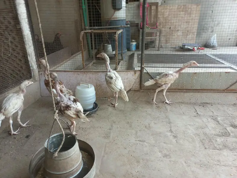 Active Hera chicks — photo 3