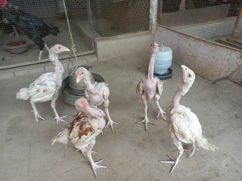 Active Hera chicks 3