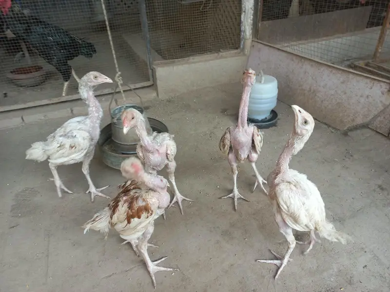 Active Hera chicks — photo 4