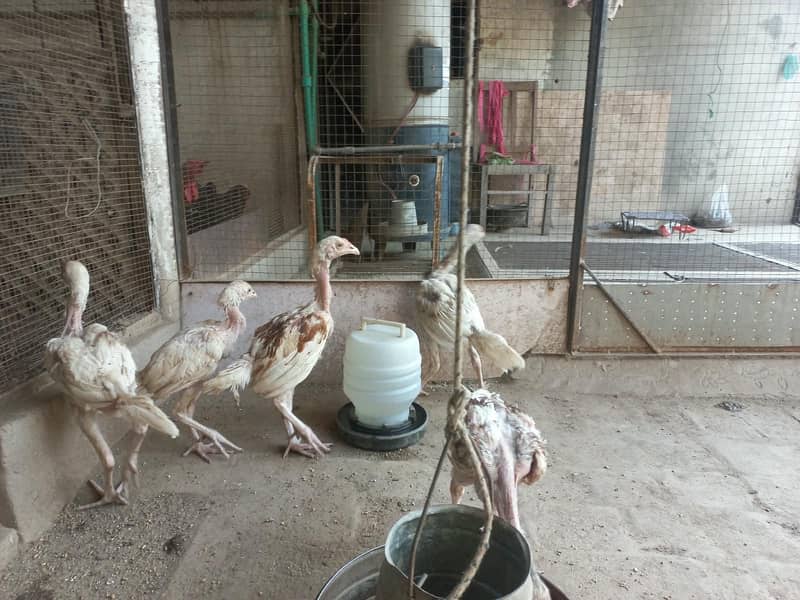 Active Hera chicks 4