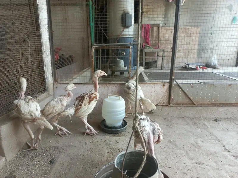 Active Hera chicks — photo 5