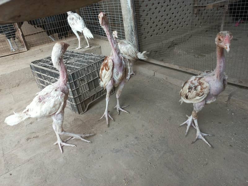 Active Hera chicks 6