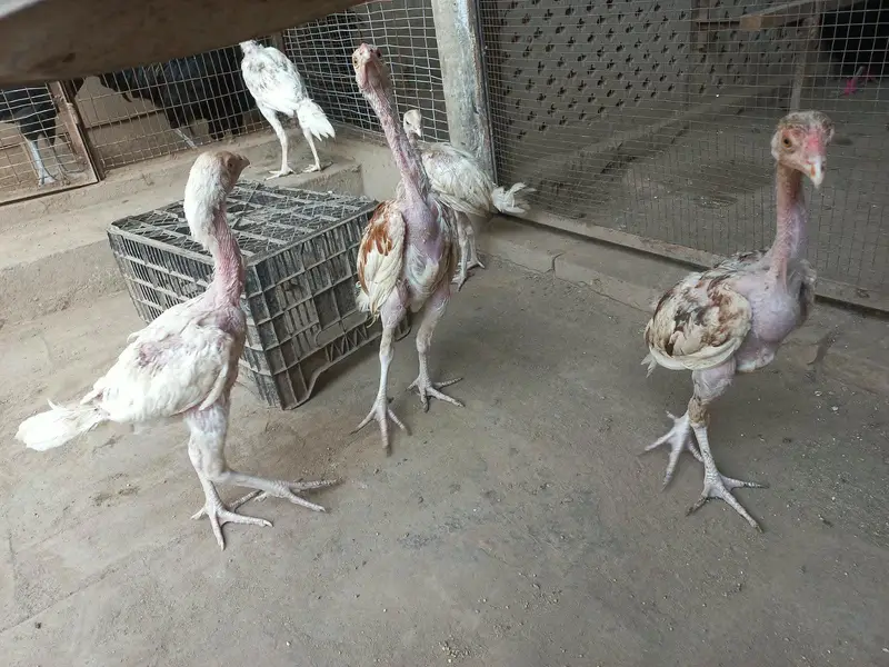 Active Hera chicks — photo 7
