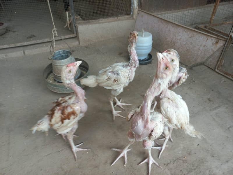 Active Hera chicks 7
