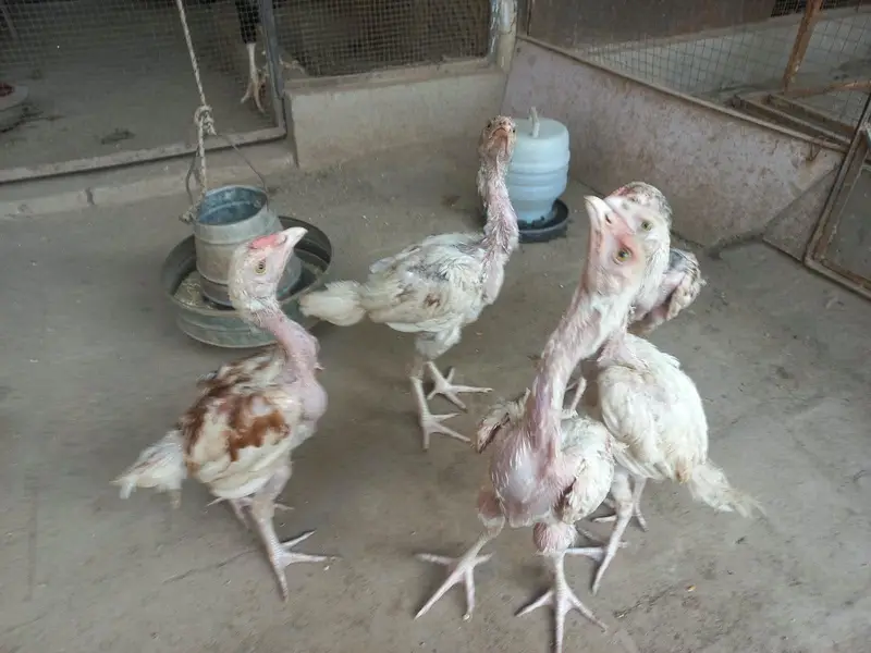 Active Hera chicks — photo 8