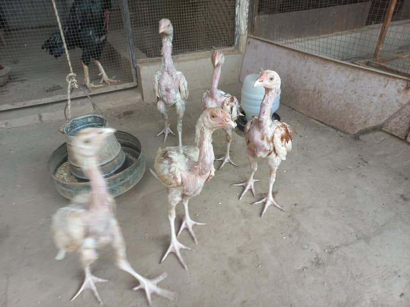 Active Hera chicks 8