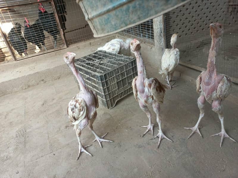 Active Hera chicks 9