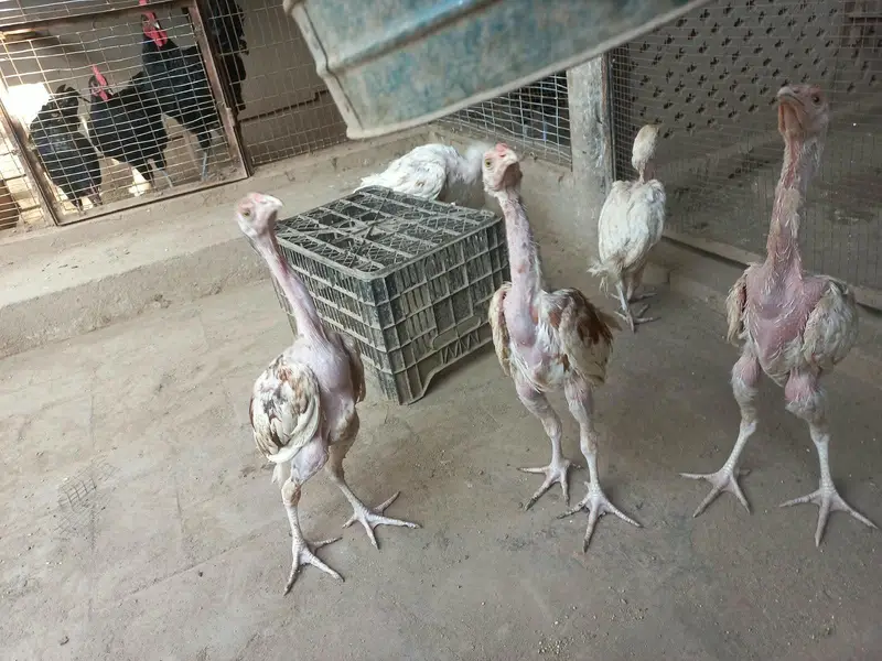 Active Hera chicks — photo 10