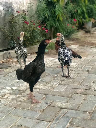 High quality Aseel Hens