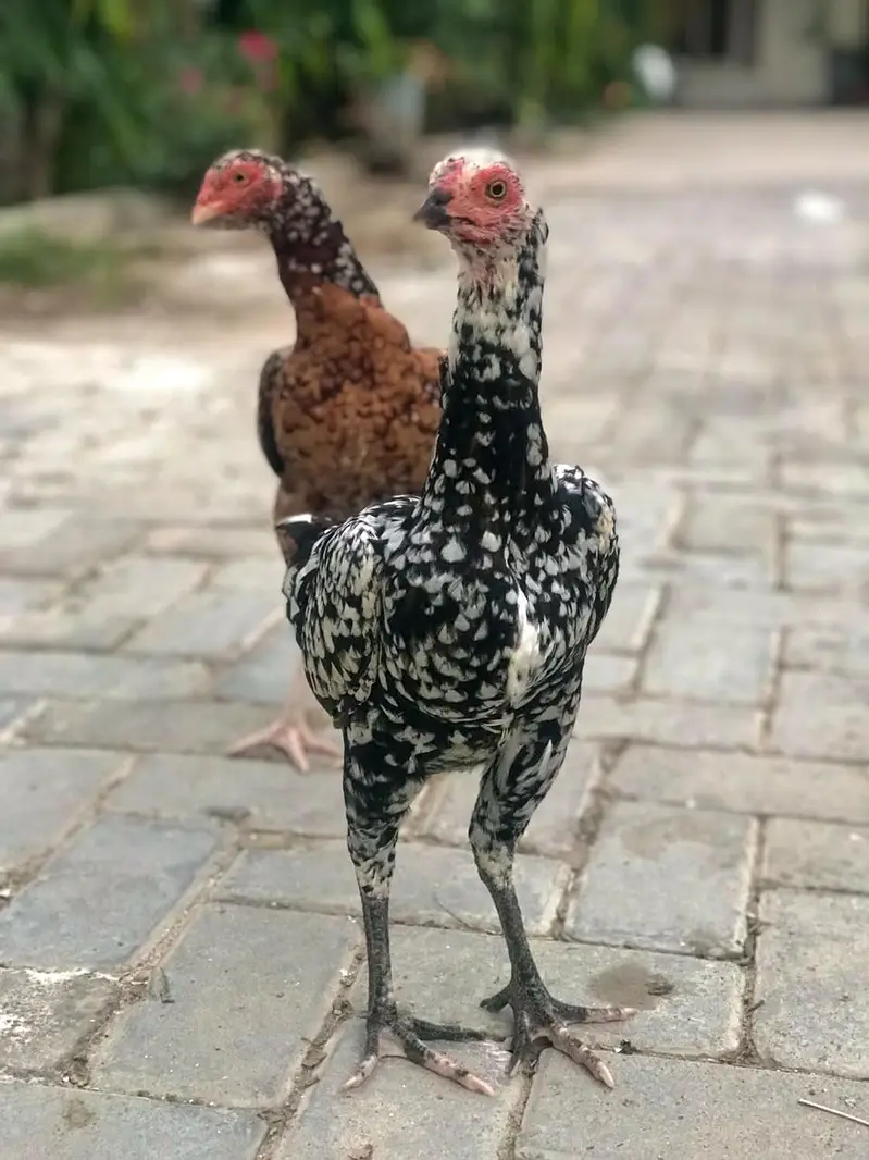 High quality Aseel Hens — photo 2