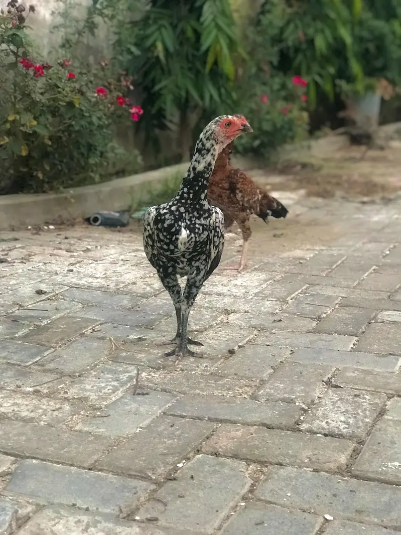 High quality Aseel Hens — photo 3