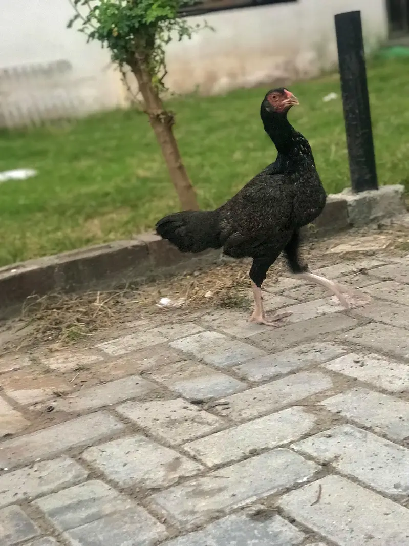 High quality Aseel Hens — photo 4