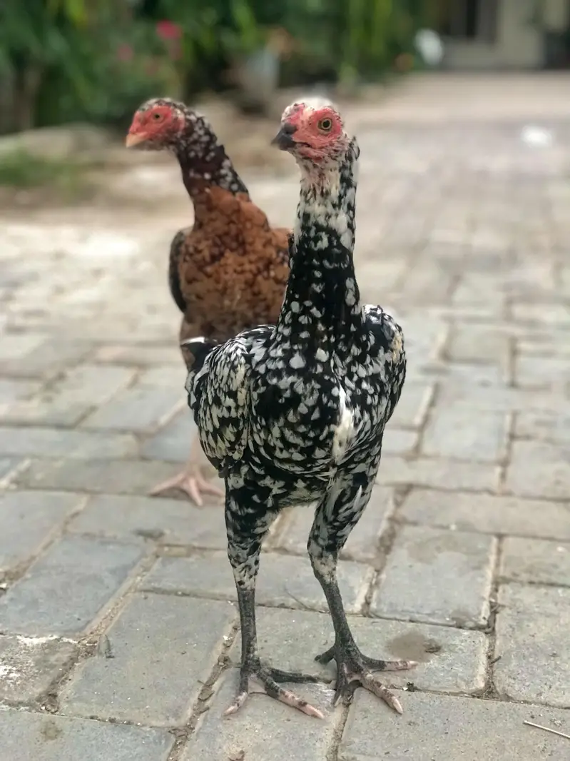 High quality Aseel Hens — photo 5