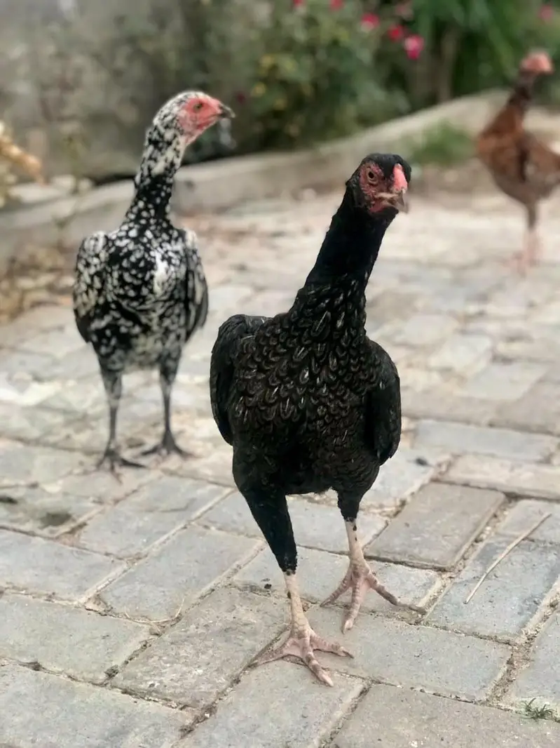 High quality Aseel Hens — photo 6