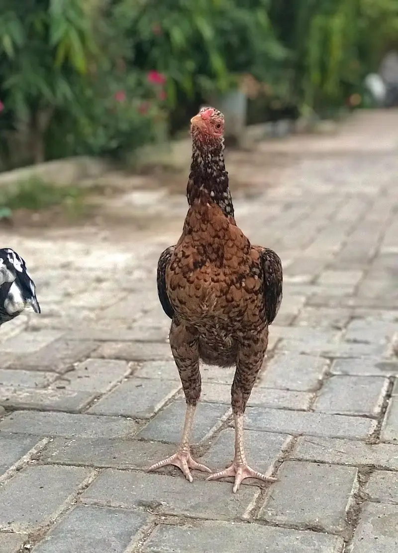 High quality Aseel Hens — photo 7