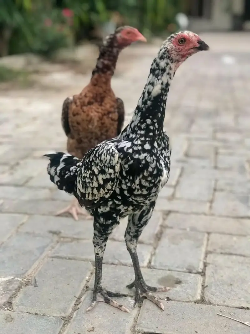 High quality Aseel Hens — photo 8