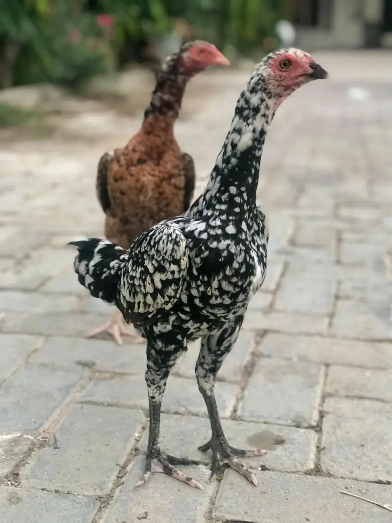 High quality Aseel Hens — photo 9