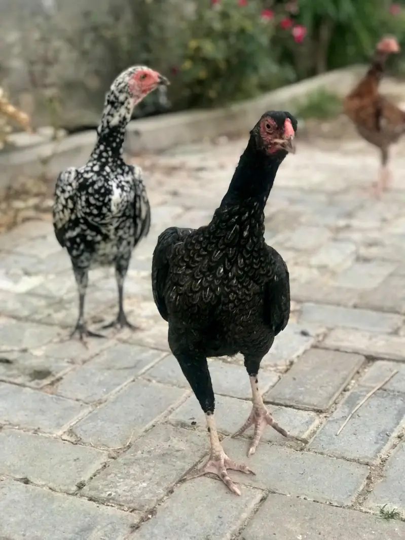High quality Aseel Hens — photo 10