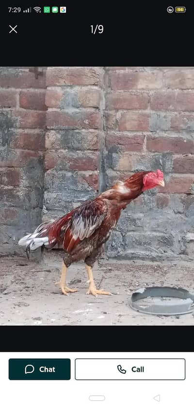 ASEEL FEMALE
