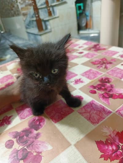 Black Persian kitten for sale