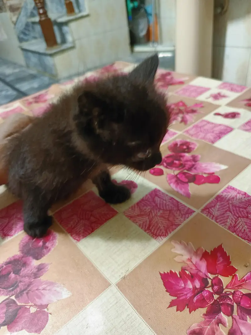 Black Persian kitten for sale — photo 2