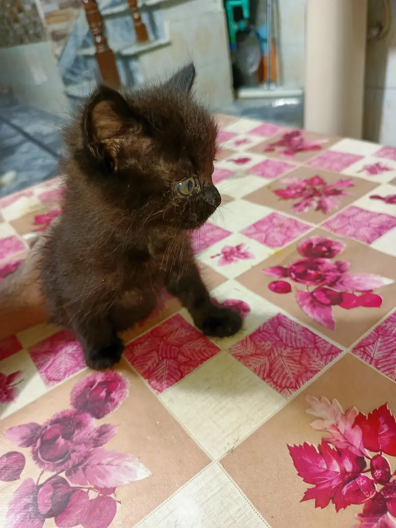 Black Persian kitten for sale — photo 3