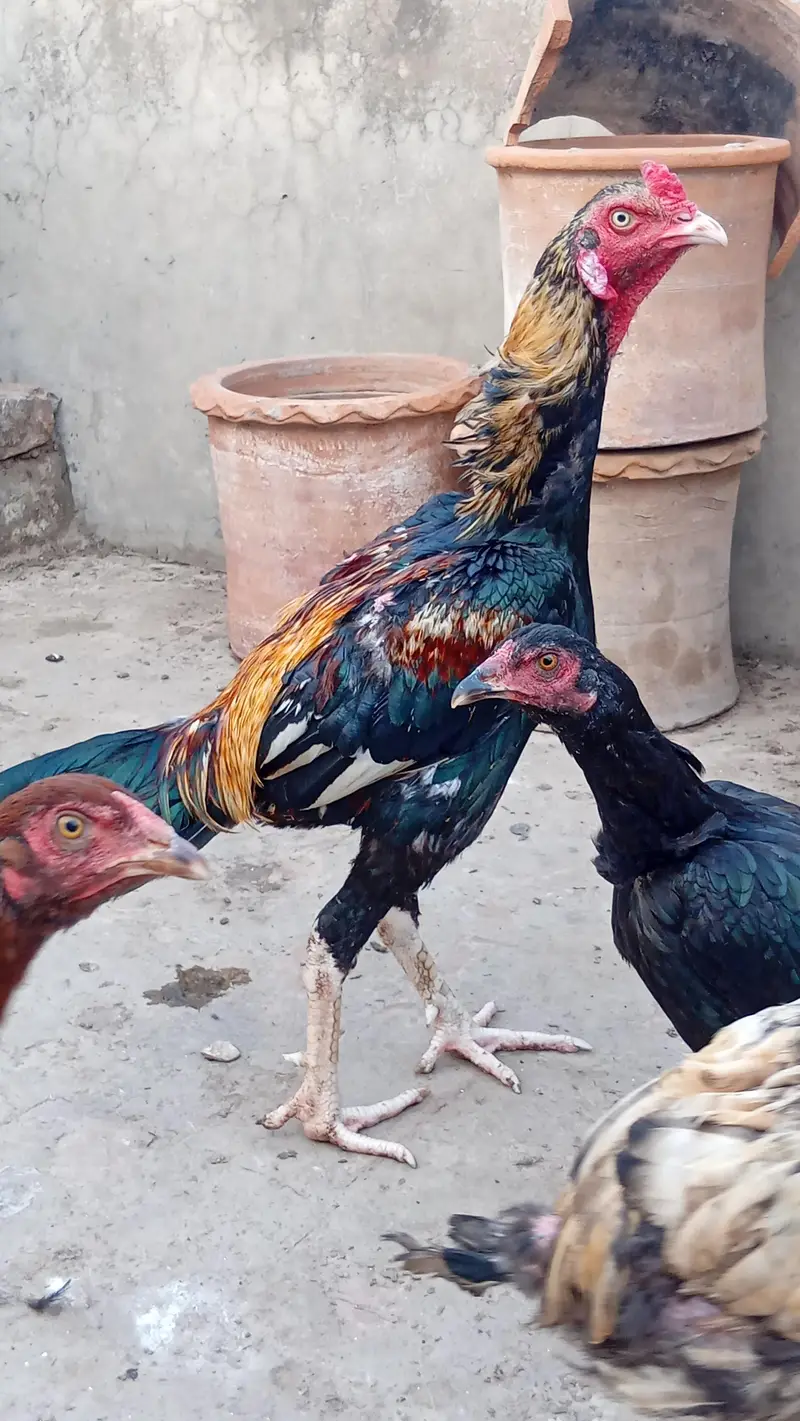 Aseel Murga — photo 3